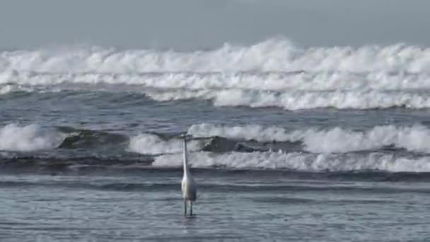 Een Grote Berouw Waadde Het Langs Het Strand Als Golven — Stockvideo