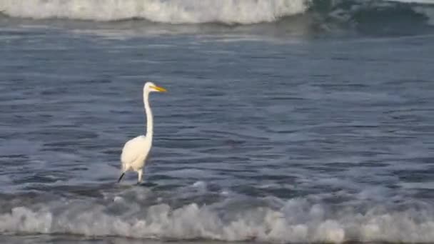 Velký Egret Brodící Oceánu Surfování Hledá Potravu — Stock video