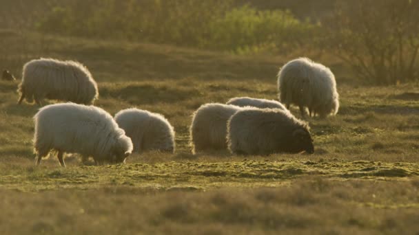 在荷兰的日落时分 慢动作的安哥拉山羊在美丽的草地上吃草 — 图库视频影像
