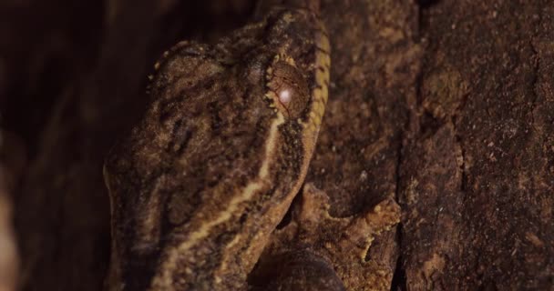 Close Gecko Camuflado Contra Madeira Lambendo Seu Globo Ocular Limpo — Vídeo de Stock