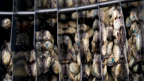 Densely Packed Juvenile Abalone Gliding Close View Aquaculture — Stock videók