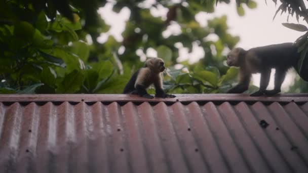 コスタリカの家の屋根の上にあるカプチン猿 スローモーション パンショット Cebus Imitator — ストック動画