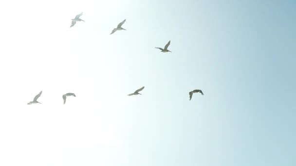 Brown Pelicans Flying Formation Bright Blue Sky Silhouette Slow Motion — Stok video