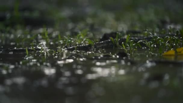 Raindrops Flooded Rainforest Floor Costa Rica Static Low Slow Motion — Vídeo de Stock