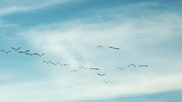 Formation Brown Pelicans Flying Blue Sky Far Horizon — Stok video