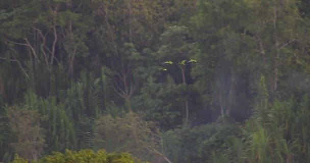 Four Mealy Parrots Land Tree Tambopata National Reserve Slow Motion — Wideo stockowe