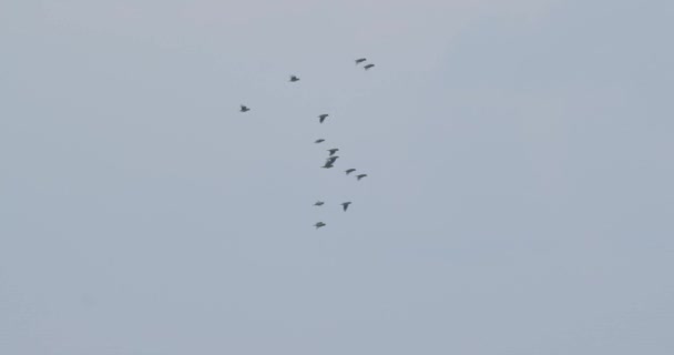 Large Flock Mealy Parrots Fly Camera Overcast Sky Peru — Video Stock