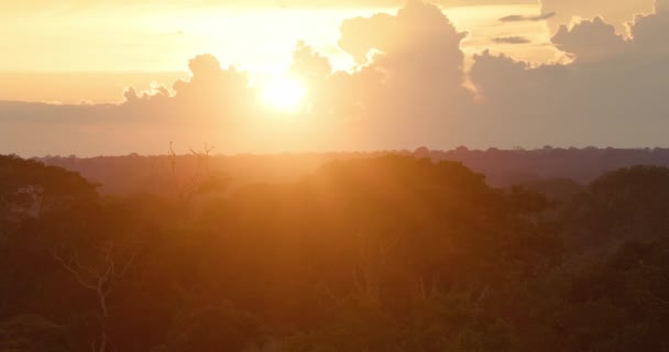 Mesmerising Golden Sunset Amazon Rainforest Sky — Stock Video