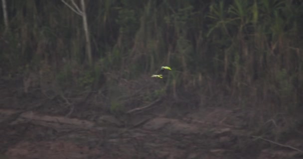 Pair Red Bellied Macaw Flying Low Morning River — Stockvideo