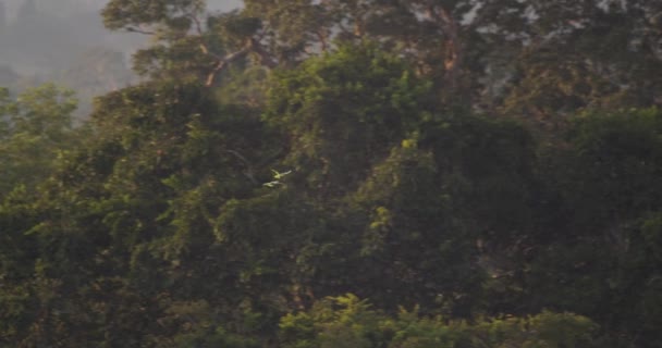Dois Papagaios Farináceos Voando Exuberante Floresta Tropical Reserva Nacional Tambopata — Vídeo de Stock