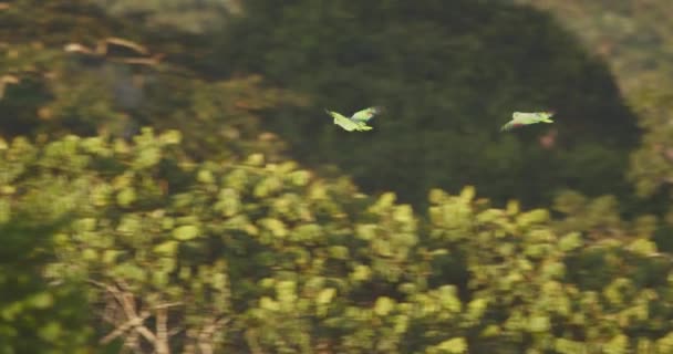 Pair Mealy Parrot Flying Cross Peruvian Rainforest Canopy Morning — Vídeos de Stock