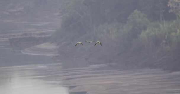 ペルーのタンボパタ川にカメラから3匹のメアリーオウムが飛び立ちます — ストック動画