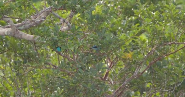 Vibrant Blue Tanagers Flit Branch Branch Tambopata National Reserve — Video Stock