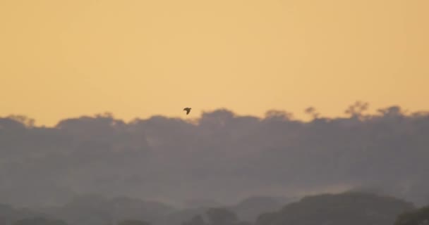 One Mealy Parrot Flies Tambopata Peru Silhouetted Evening Sky — Stock Video