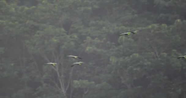 タンボパタ国立保護区の熱帯雨林を飛んでいるメアリーオウムの群れ — ストック動画