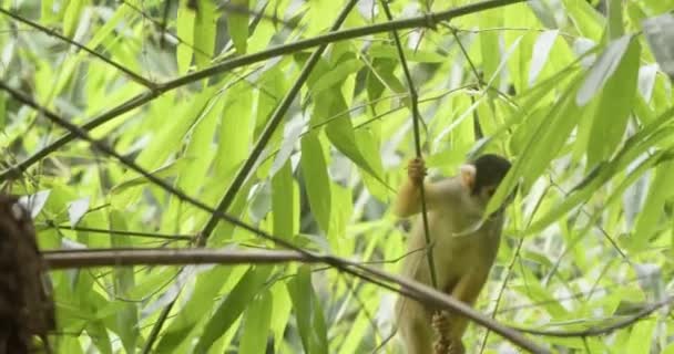 Two Squirrel Monkeys Feeding Bamboo Shoots Tambopata National Reserve — Wideo stockowe