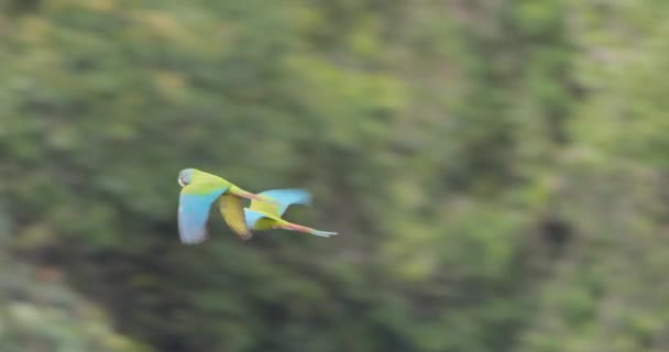 Par Blå Huvud Makaw Flyger Över Den Peruanska Skogen Panorering — Stockvideo