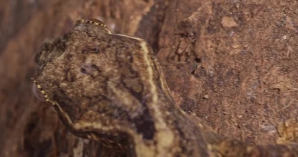 Extrem Närbild Från Bakom Gecko Huvud Lysande Kamouflage Trä — Stockvideo