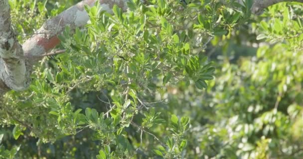 Pair Tanager Birds Feeding Morning Berries — Vídeo de stock