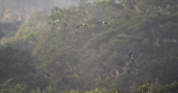 Três Papagaios Farináceos Voam Direção Câmera Reserva Nacional Tambopata Peru — Vídeo de Stock