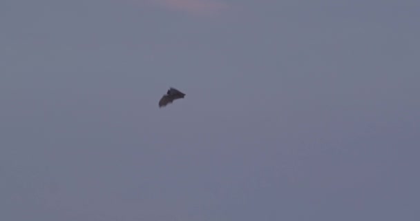 Large Bat Flies Overcast Sky Tambopata National Reserve Peru — ストック動画