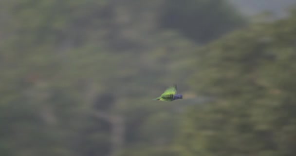 Fast Tracking Close Blue Headed Parrot Flying Peruvian Rainforest — Stok video