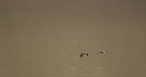 Medium Aerial Shot Two Mealy Parrots Flying Tambopata River — Vídeos de Stock