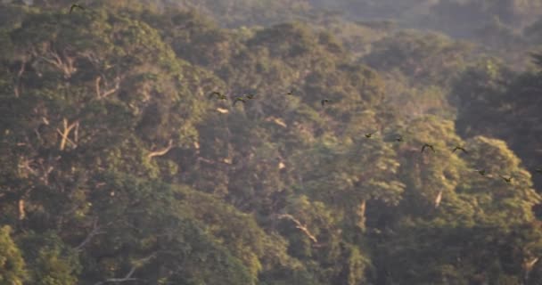 Schwarm Der Kastanien Aras Fliegt Den Dschungel Tambopata National Reserve — Stockvideo