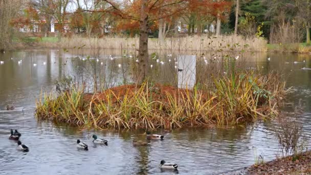 Ducks Swim Island Tree Electricity Box — ストック動画