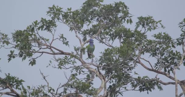 Wild Blue Headed Parrot Tree Surveys Surroundings Tambopata National Reserve — стоковое видео
