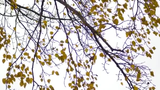 風に黄色の葉が — ストック動画