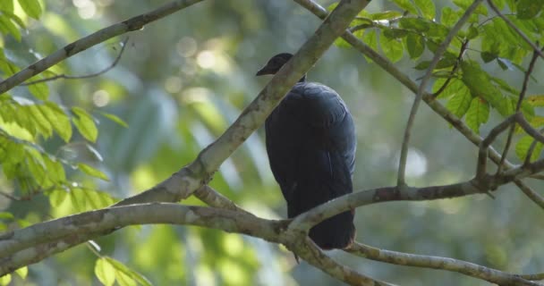 Een Kuifguan Zittend Het Regenwoud Tussen Takken Laat Avond — Stockvideo