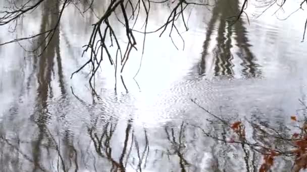 Trees Hanging Branches Calmly Rippling Water — Video