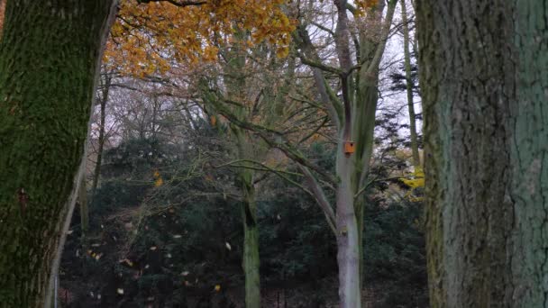 나무에서 떨어지는 나뭇잎 수없는 — 비디오