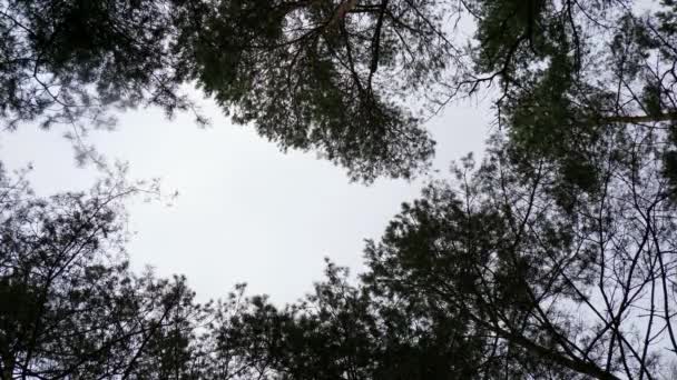 Trees Wind Blowing Branches — Video