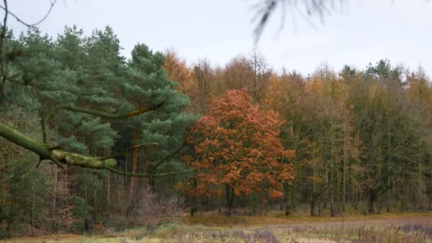 Windy Autumn Day Forest — Video