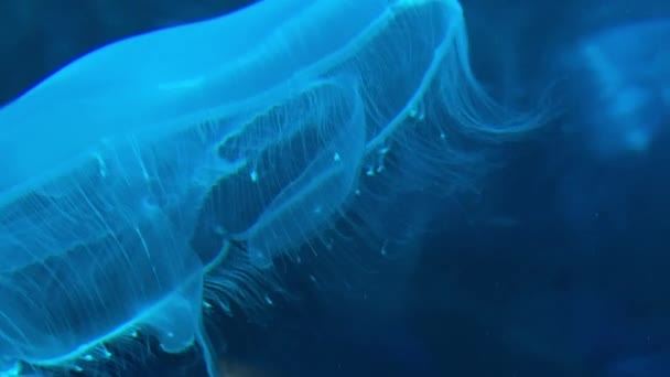 Vista Cercana Luna Medusa Tentáculos Natación — Vídeo de stock