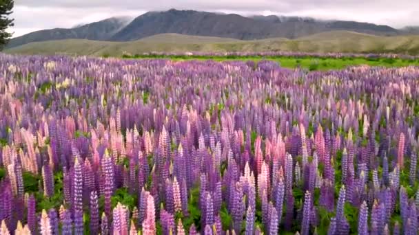 Schöne Szene Von Blühenden Lupinenblumenfeld Berg Hintergrund Neuseelands Natur — Stockvideo