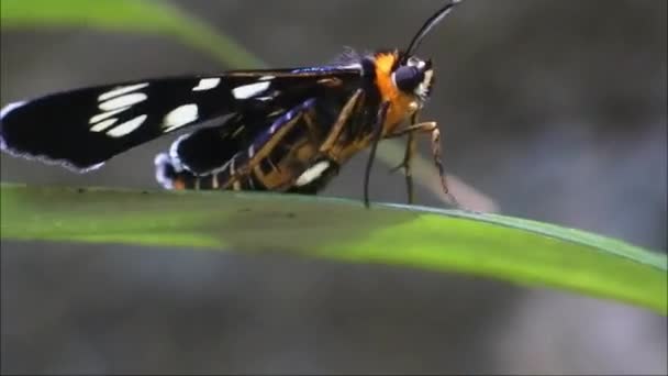 Zentraljava Indonesien März 2022 Schwarzer Schmetterling Auf Einem Blatt Blumengarten — Stockvideo