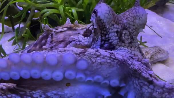 Octopus Suckers Black Eyes Spiny Body — Stock Video