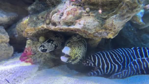 Floral Zebra Moray Eel Side Side Mouths Open — стоковое видео