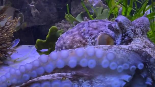 Zblízka Pohled Chobotnice Paží Přísavky Oči — Stock video