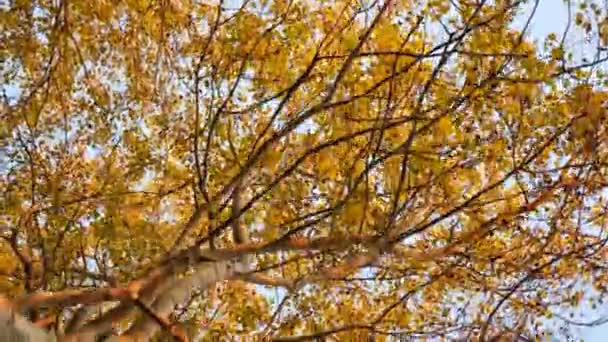 Walking Trees Looking Autumn — 图库视频影像