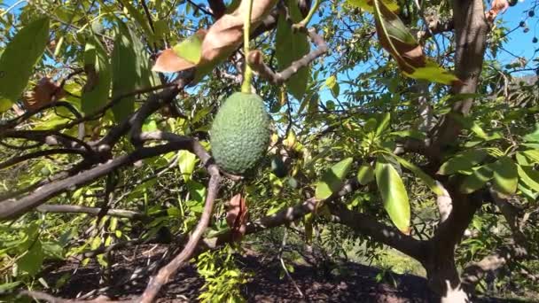 Close Ripe Avocado Growing Tree Spain Slow Motion — 비디오