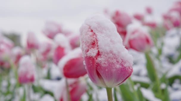 Close Single Pink White Closed Bud Tulip Covered Fresh Frost — Stock video