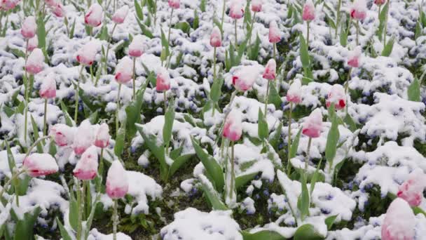 White Pink Tulips Covered Snow Frost Ice Gently Sway Back — Stock video