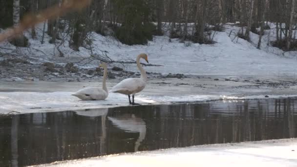 Famille Cygne Oiseau Bénéficie Lumière Jour Près Rivière Gelée Saison — Video