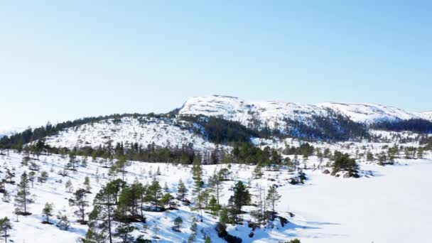 Snow Covered Mountain Valley Pine Forest Trees Clear Blue Sky — Stock video