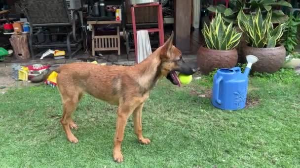 Domestic Belgian Shepherd Its Mouth Bite Tennis Ball Wagging Its — Stockvideo