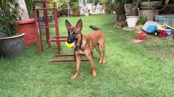 Smart Domestic Purebred Belgian Shepherd Its Mouth Bite Tennis Ball — Stock videók